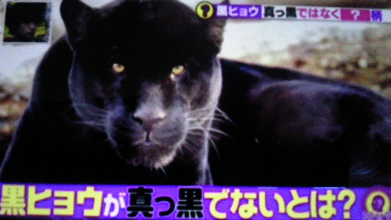 実は 黒ヒョウは 真っ黒ではない 蜻蛉の一人言 実は 黒ヒョウは 真っ黒ではない 蜻蛉の一人言