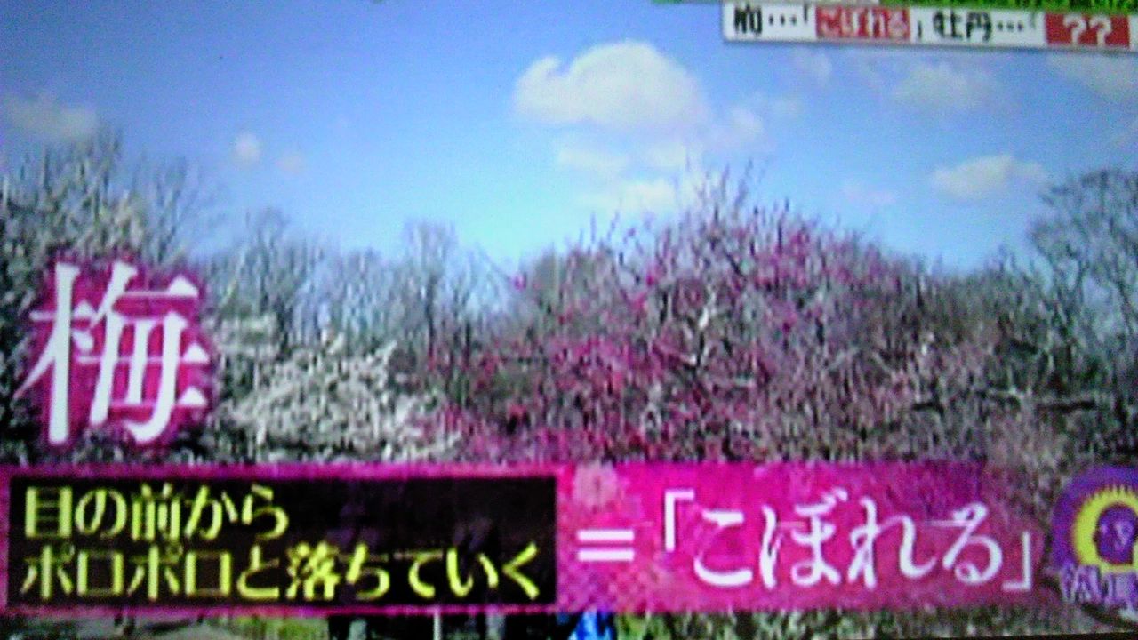 花が散る という言葉は 花の種類によって表現が変わる 蜻蛉の一人言