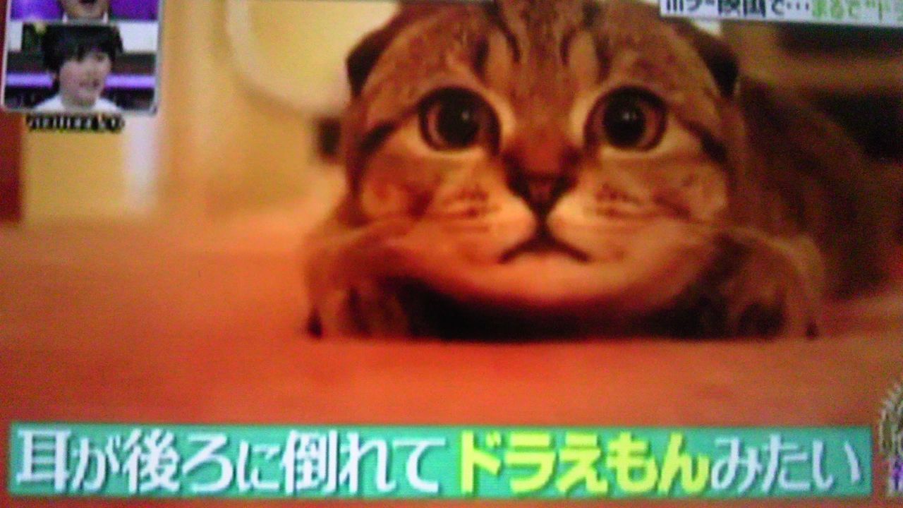 猫がホラー映画を見ると まるで ドラえもん 蜻蛉の一人言