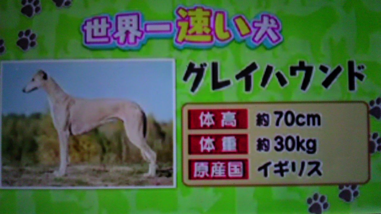 人類最高のパートナー 犬の秘密を徹底解剖 蜻蛉の一人言