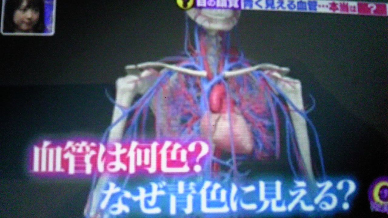 血管が青に見えるのは 目の錯覚 蜻蛉の一人言 血管が青に見えるのは 目の錯覚 蜻蛉の一人言