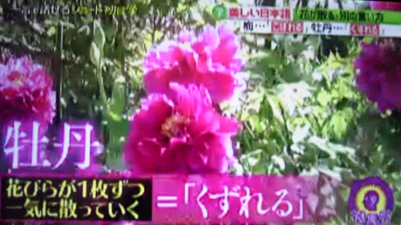 花が散る という言葉は 花の種類によって表現が変わる 蜻蛉の一人言