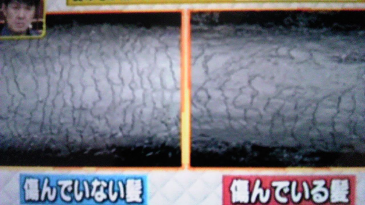 傷んでいる髪の毛と傷んでいない髪の毛の差 蜻蛉の一人言 傷んでいる髪の毛と傷んでいない髪の毛の差 蜻蛉の一人言