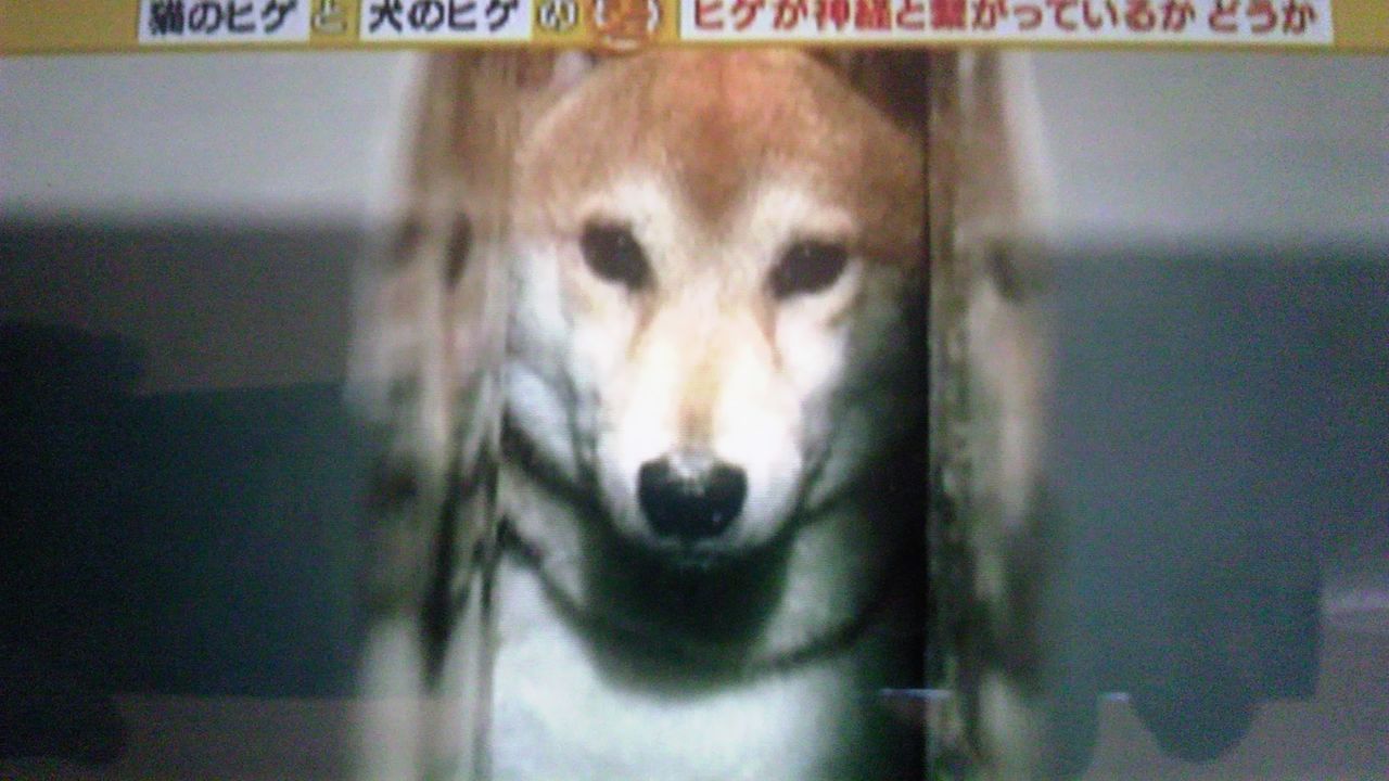 猫のヒゲと犬のヒゲの差 蜻蛉の一人言