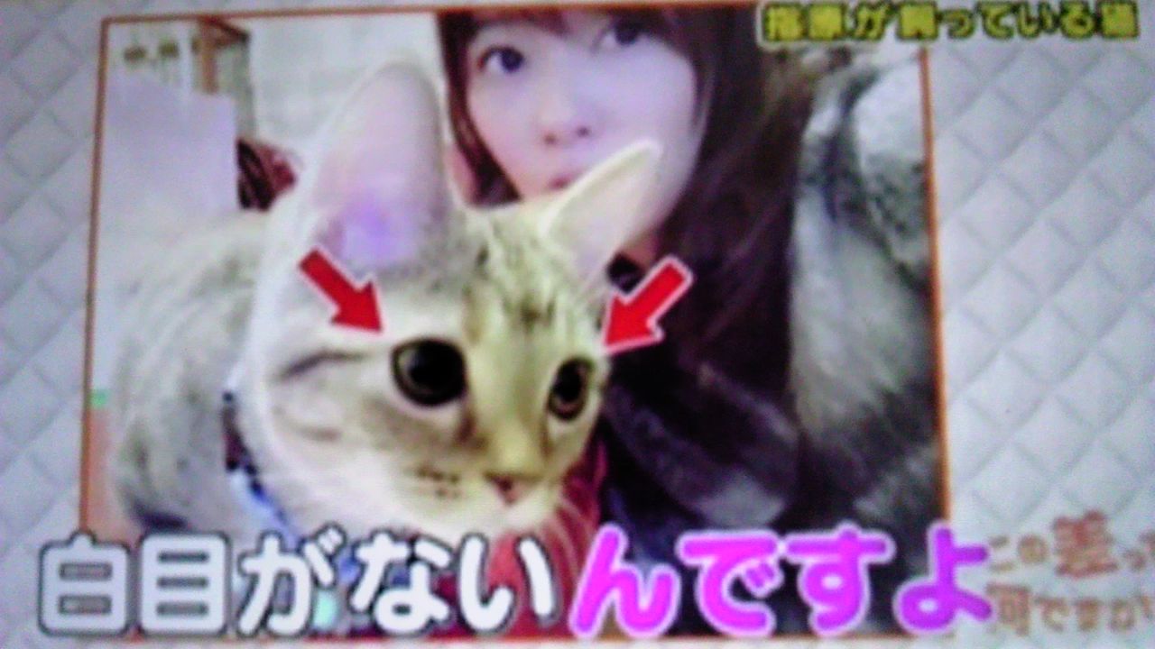 白目がある人間と白目がない他の動物の差 蜻蛉の一人言 白目がある人間と白目がない他の動物の差 蜻蛉の一人言