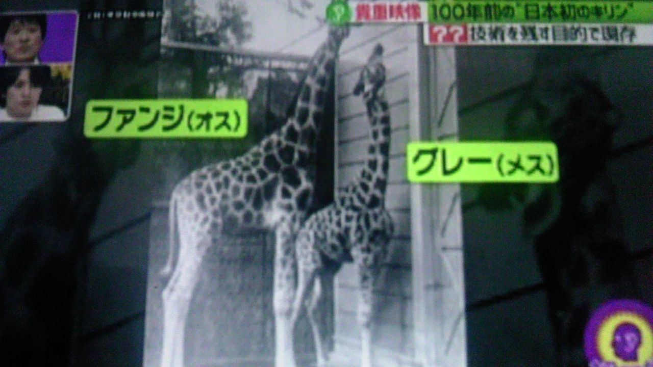 ファンジとグレー