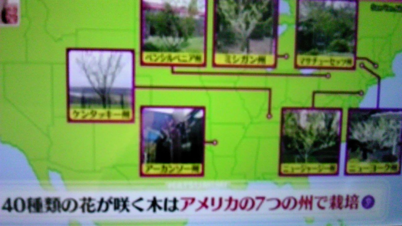 アメリカにあるアプリコットの木には １本に40種類の花が咲く 蜻蛉の一人言