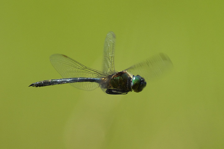 ハゴロモモミジ　トンボ ハゴロモモミジ トンボ 昆虫綱トンボ目トンボ科の図鑑 | いきもの全力図鑑