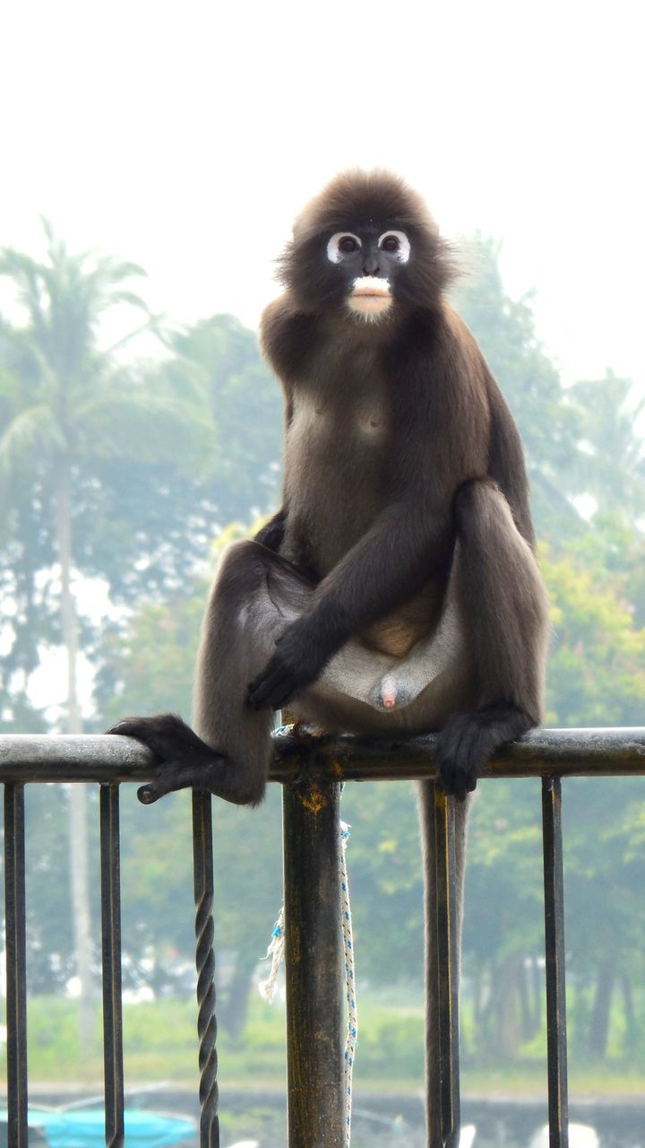 番外編 マレーシアの動物達 とむかのブログ 番外編 マレーシアの動物達 とむかのブログ