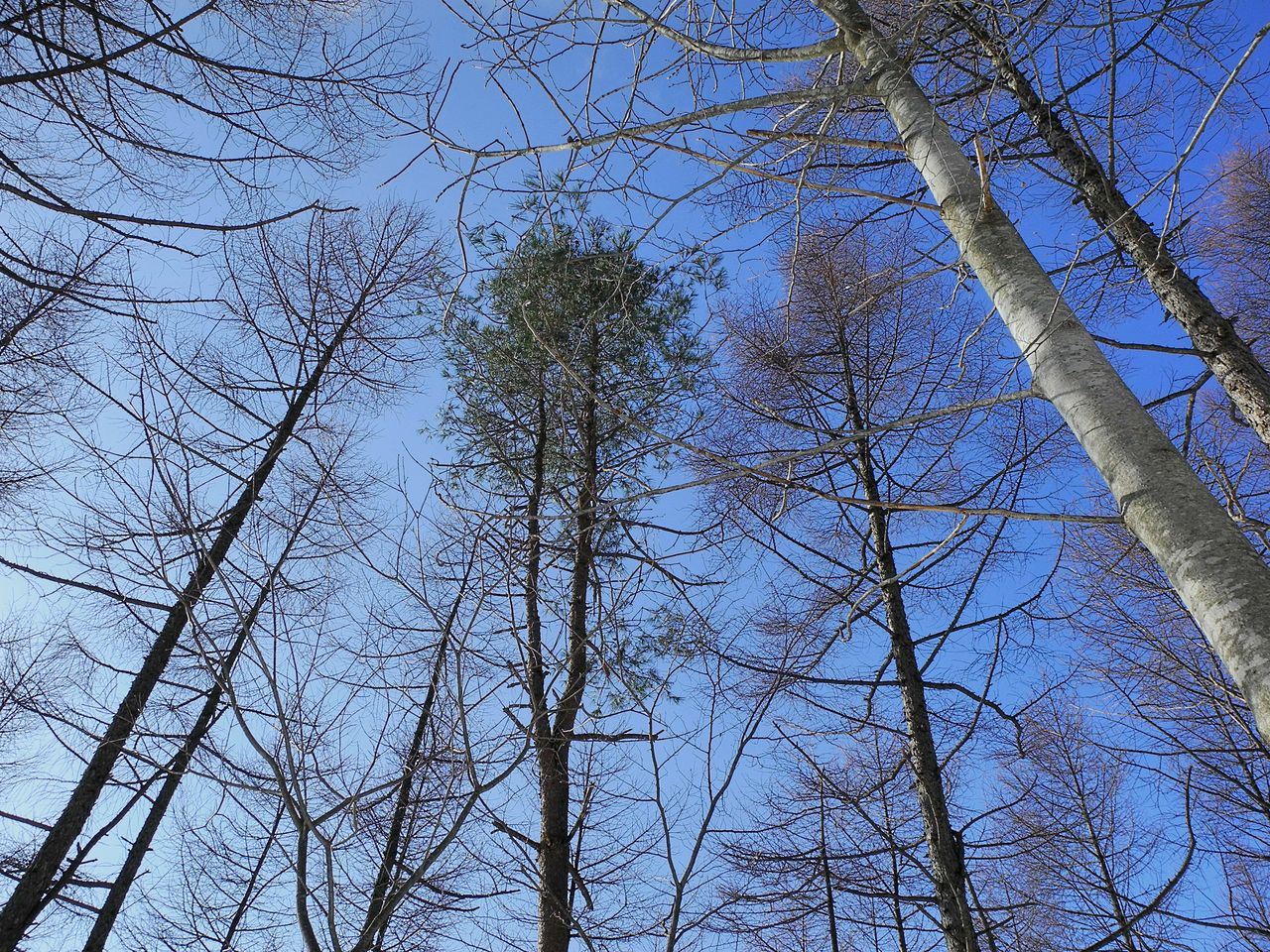 もやもや病の友人が手術します とむかのブログ もやもや病の友人が手術します とむかのブログ