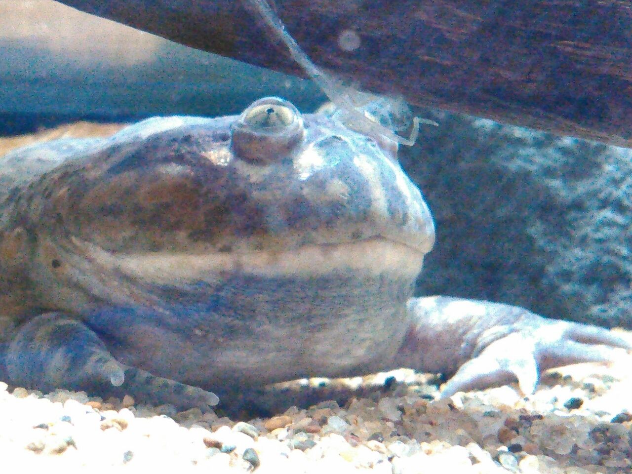 うみの杜水族館に行ってきた トメレックスのいろんなメモ帳
