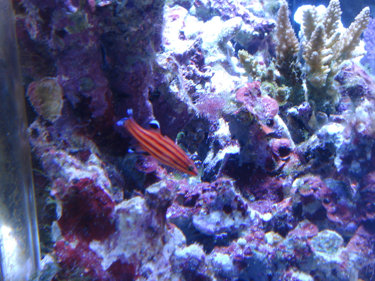 スイスガードバスレット 税理士を目指す学生の海水魚飼育日記