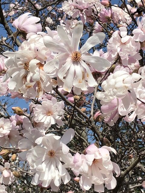 マグノリアの花 木が風に揺れ マグノリアの花 木が風に揺れ