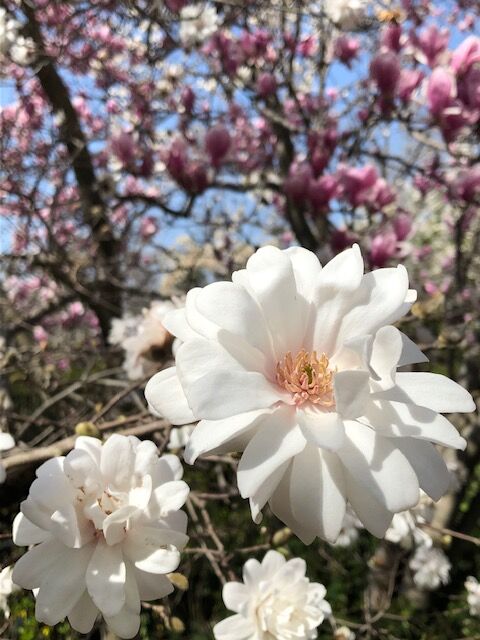 マグノリアの花 木が風に揺れ マグノリアの花 木が風に揺れ