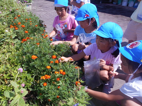 色水あそび 子育てセンターとみがおかのブログ