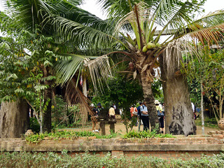 Sri Satchanalai Elephant Conservation Center