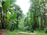 「QUEEN SIRIKIT BOTANIC GARDEN」