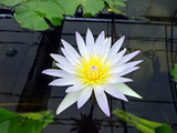 「QUEEN SIRIKIT BOTANIC GARDEN」