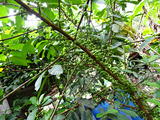 「Natural Agriculture Centre」