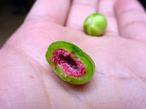 「Natural Agriculture Centre」
