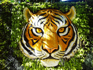 「Tiger Kingdom」