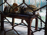 Tiger Kingdom