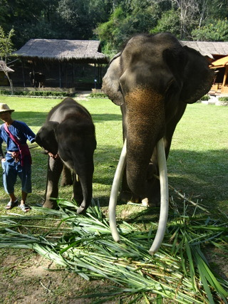 「MAESA ELEPHANT CAMP」