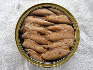 sardine7