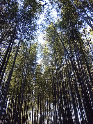 嵐山散歩