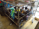 Khlong Toei Market