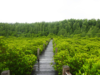 mangrove