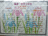 「かきつばた」