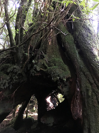 屋久島トレッキング