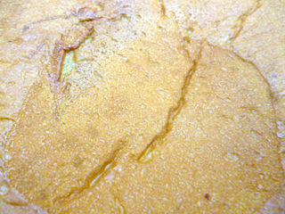 抹茶のレアチーズクリームパン