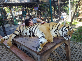 「Tiger Kingdom」