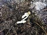 「Natural Agriculture Centre」