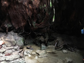 屋久島トレッキング