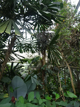 「QUEEN SIRIKIT BOTANIC GARDEN」