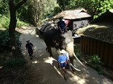「MAESA ELEPHANT CAMP」