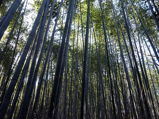 嵐山散歩
