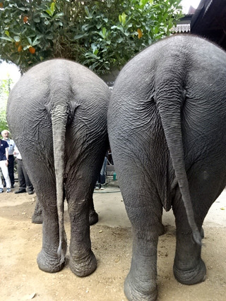 「Sri Satchanalai Elephant Conservation Center」