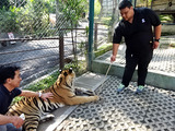 「Tiger Kingdom」