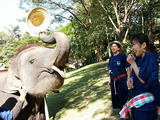 「MAESA ELEPHANT CAMP」