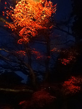 奈良散歩