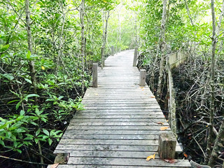 mangrove