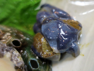 hamasushi18