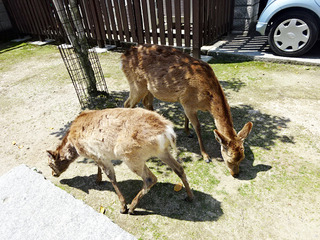 宮島散策