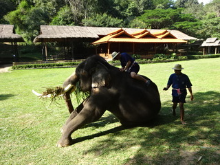 「MAESA ELEPHANT CAMP」