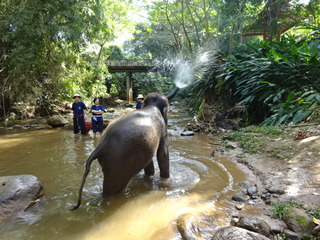 「MAESA ELEPHANT CAMP」
