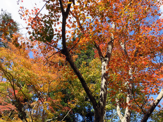 2018箕面の滝